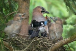 Garrulus glandarius