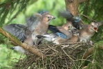 Garrulus glandarius