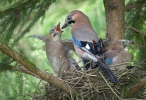 Garrulus glandarius