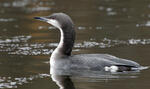 Gavia arctica