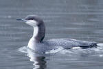 Gavia arctica