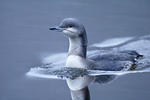 Gavia arctica