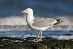 Gaviota argéntea