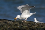 Gaviota argéntea