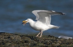 Gaviota argéntea