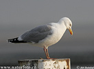 Gaviota argéntea