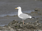 Gaviota argéntea