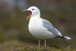 Gaviota cana