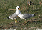 Gaviota cana