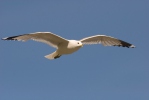 Gaviota cana