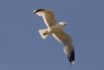 Gaviota cana