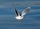 Gaviota enana