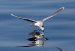 Gaviota enana