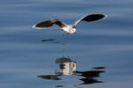 Gaviota enana