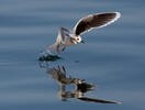 Gaviota enana