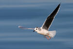 Gaviota enana