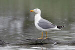 Gaviota patiamarilla