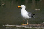 Gaviota patiamarilla