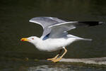 Gaviota patiamarilla