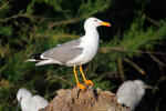 Gaviota patiamarilla