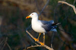 Gaviota patiamarilla