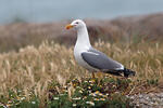 Gaviota patiamarilla