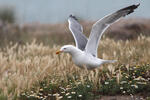 Gaviota patiamarilla