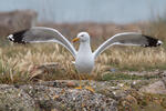 Gaviota patiamarilla