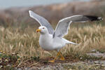 Gaviota patiamarilla