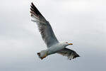 Gaviota patiamarilla