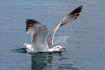 Gaviota patiamarilla