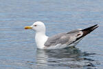 Gaviota patiamarilla