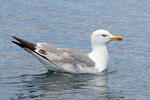 Gaviota patiamarilla