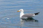 Gaviota patiamarilla