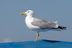 Gaviota patiamarilla