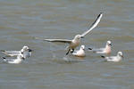 Gaviota picofina