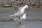 Gaviota picofina