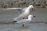 Gaviota picofina