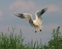 Gaviota reidora