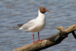 Gaviota reidora