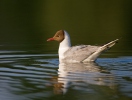 Gaviota reidora