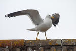 Gaviota sombría