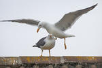 Gaviota sombría