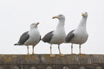 Gaviota sombría