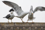 Gaviota sombría