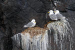 Gaviota tridáctila