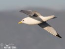 Gaviota tridáctila