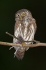 Glaucidium passerinum