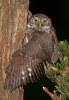 Glaucidium passerinum