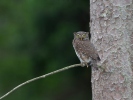 Glaucidium passerinum